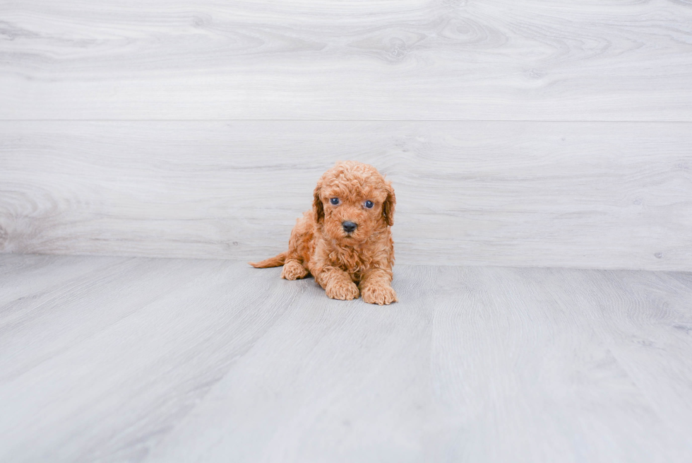 Mini Goldendoodle Puppy for Adoption