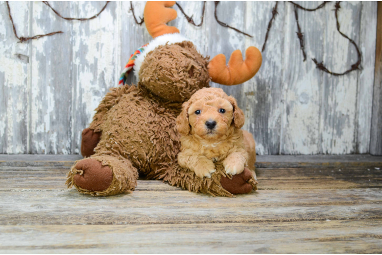 Friendly Poodle Baby