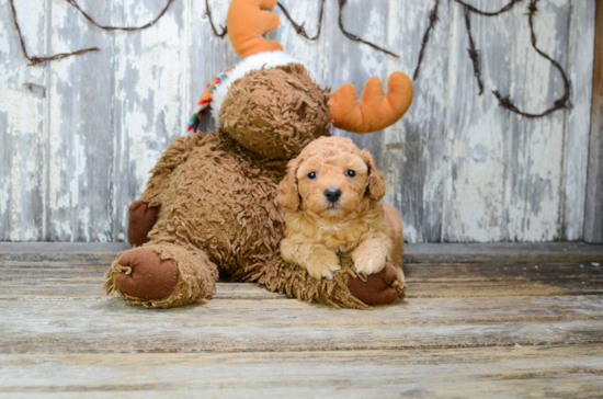 Friendly Poodle Baby
