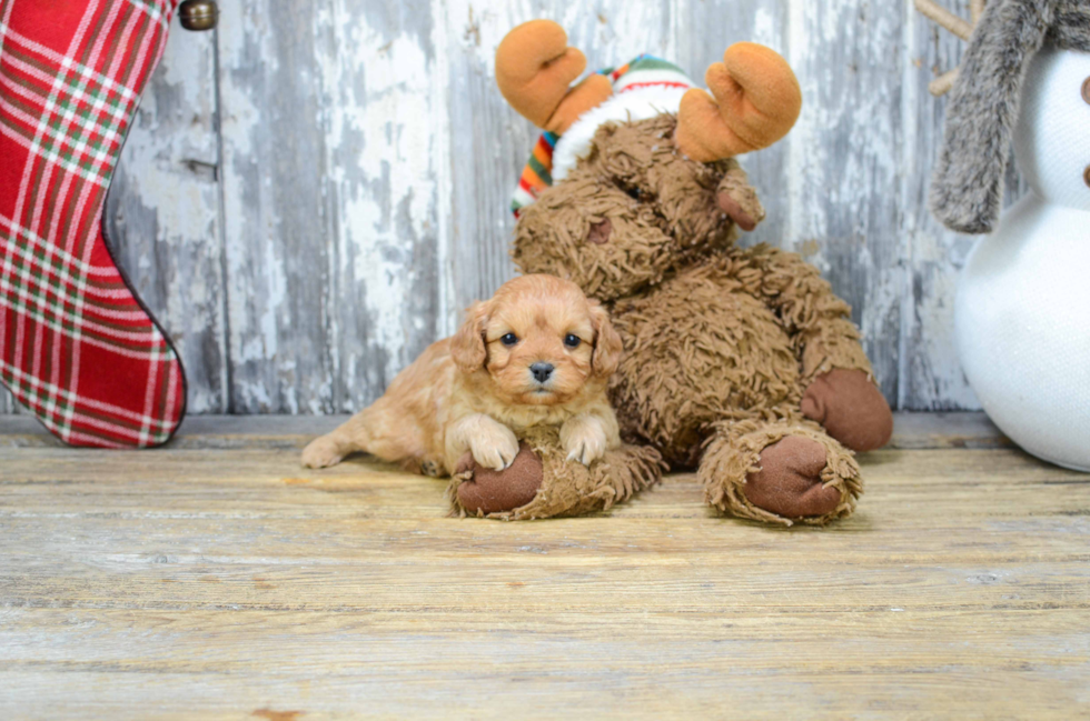 Cavapoo Puppy for Adoption
