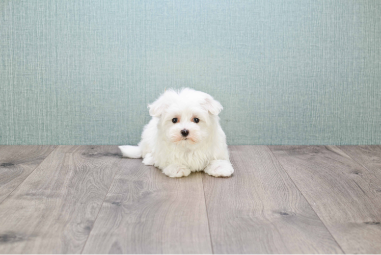 Friendly Maltese Baby
