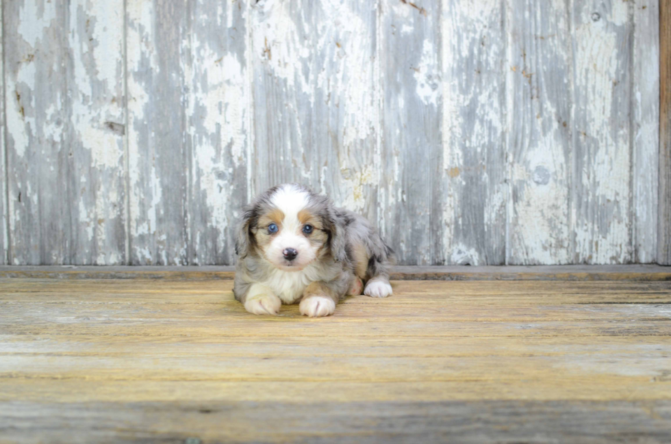 Best Mini Aussiedoodle Baby