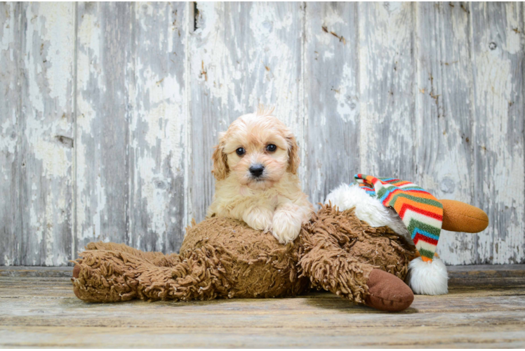 Petite Cavapoo Poodle Mix Pup