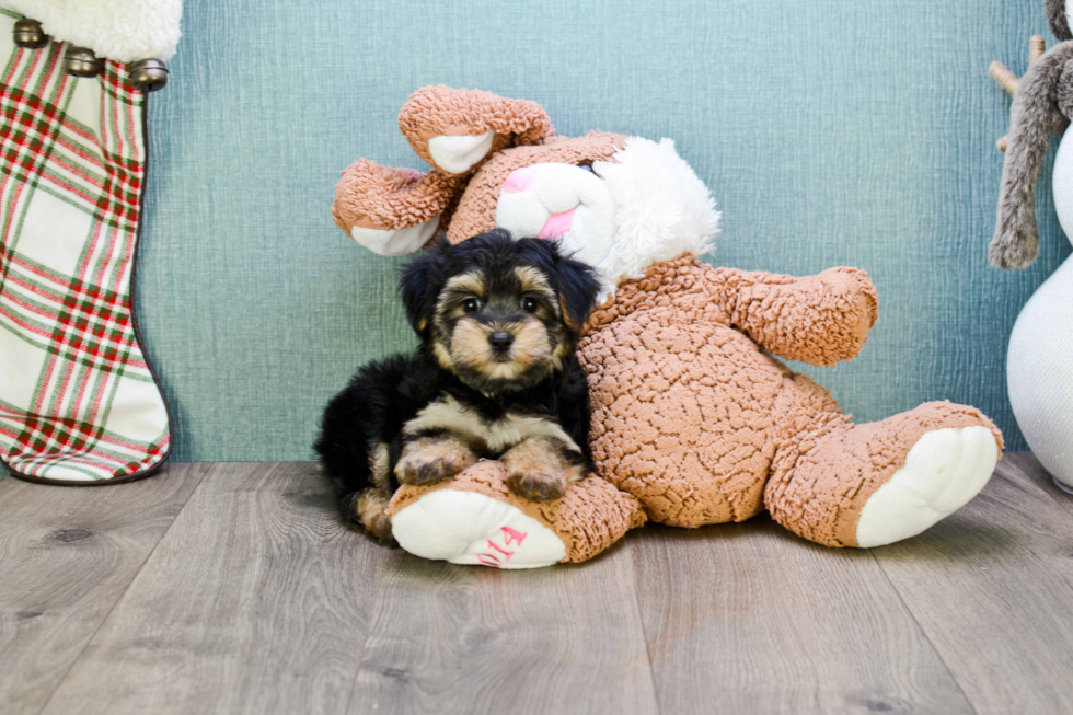 Funny Morkie Designer Pup