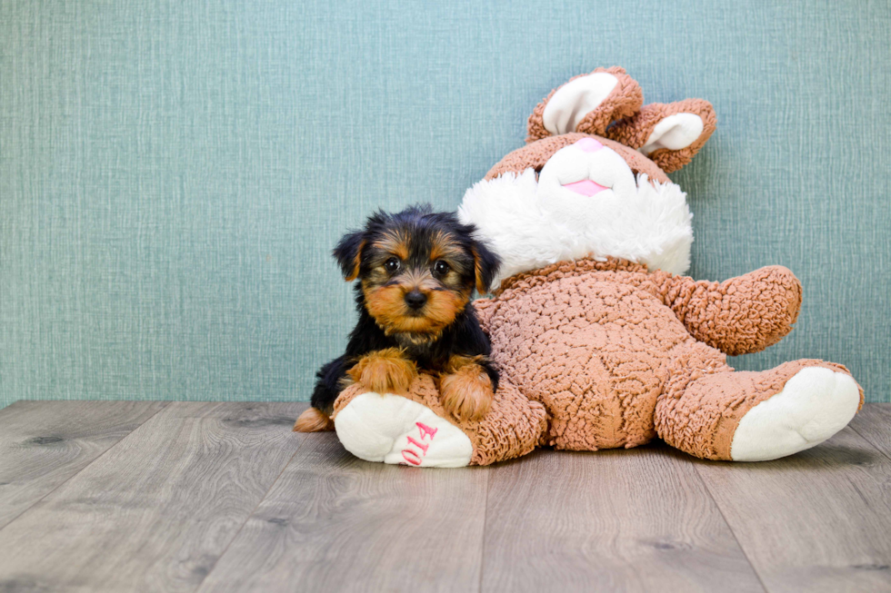 Meet Steph - our Yorkshire Terrier Puppy Photo 