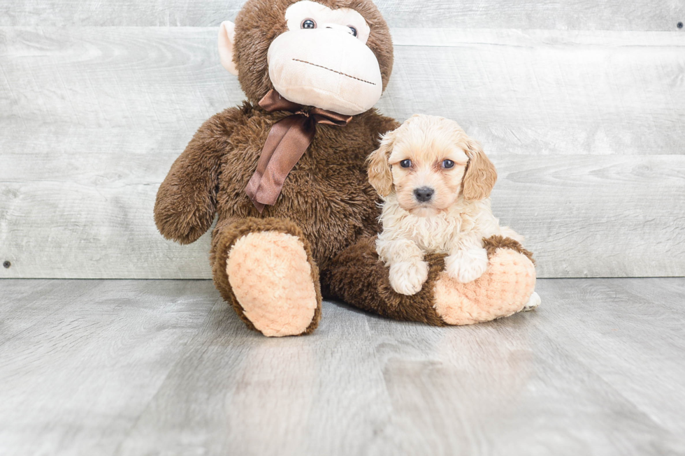 Cute Cavachon Baby