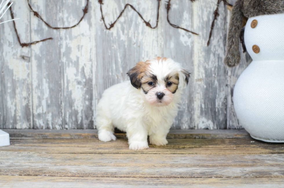 Friendly Teddy Bear Baby
