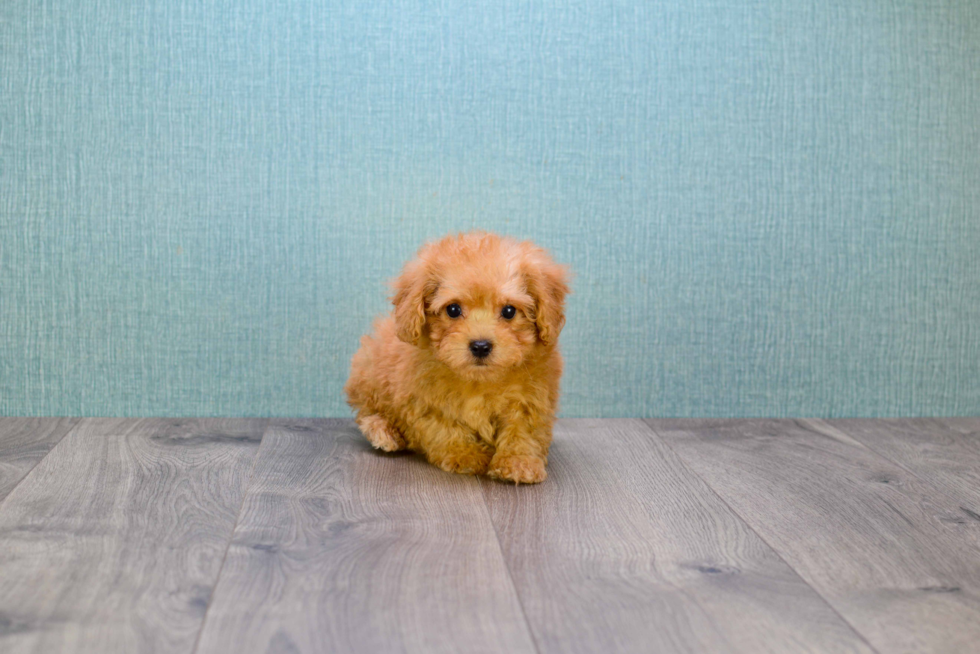 Hypoallergenic Cavoodle Poodle Mix Puppy