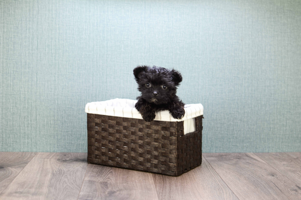 Happy Yorkie Poo Baby