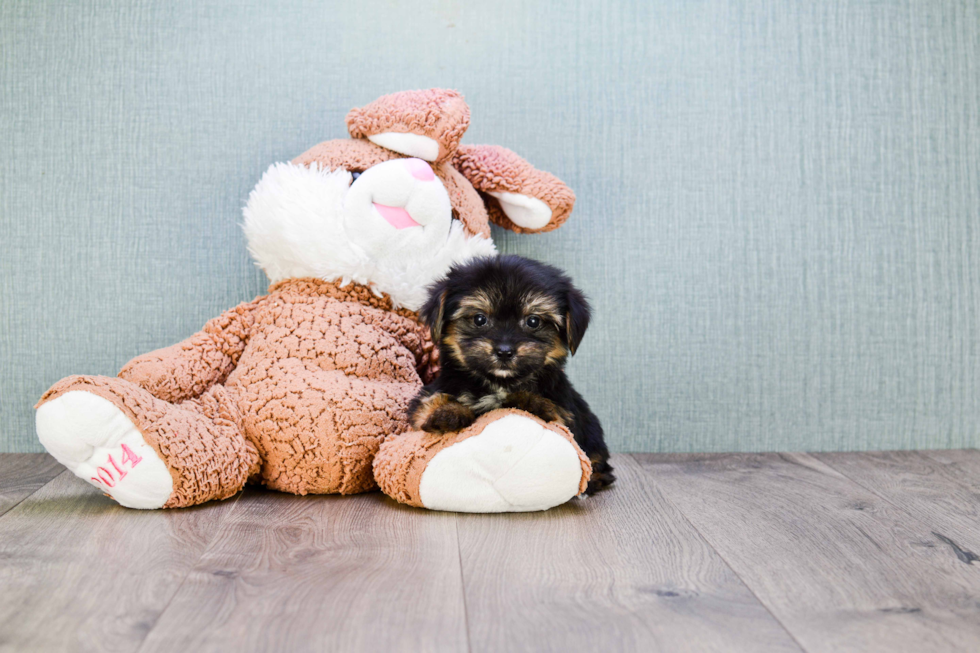 Morkie Pup Being Cute