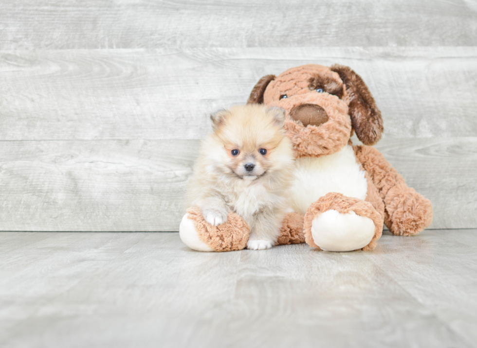 Pomeranian Puppy for Adoption