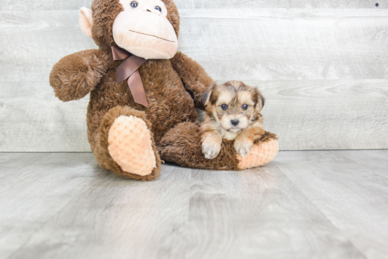Morkie Pup Being Cute