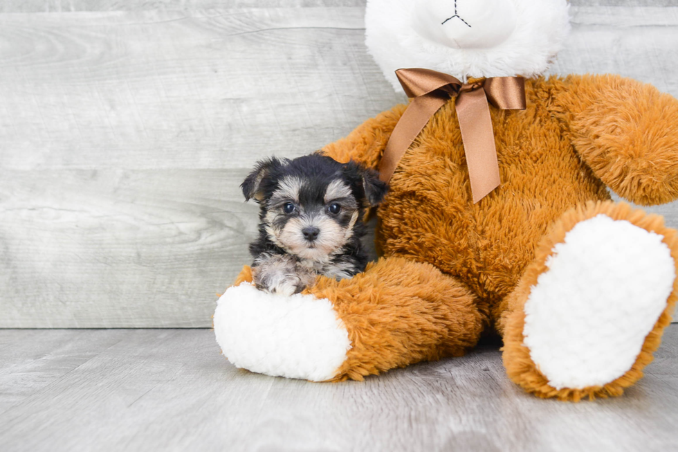 Morkie Puppy for Adoption
