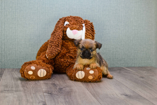 Cute Brussels Griffon Mix Pup