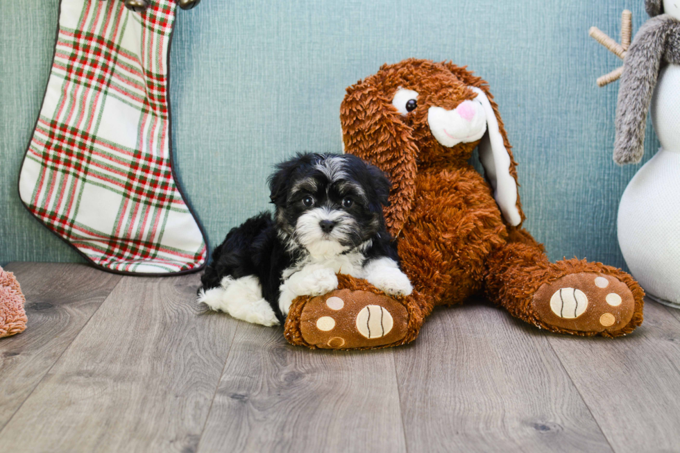 Best Havanese Baby