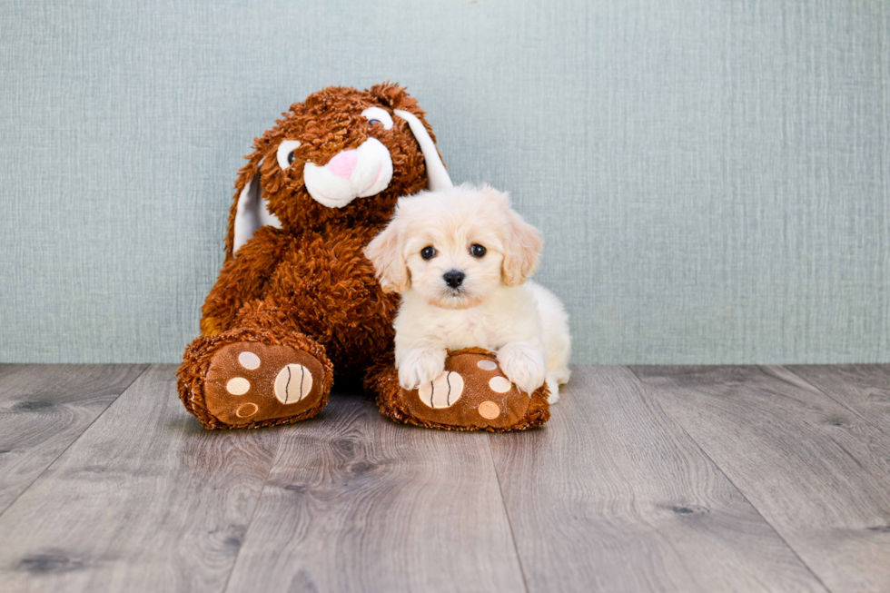 Friendly Cavachon Baby