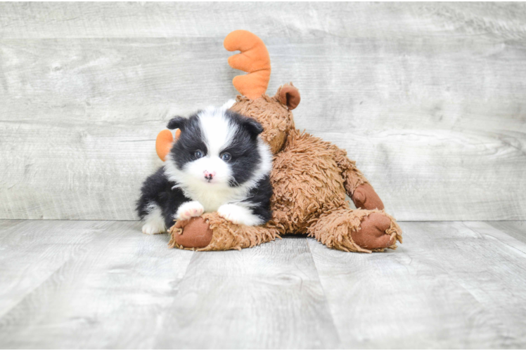 Akc Registered Pomeranian Baby