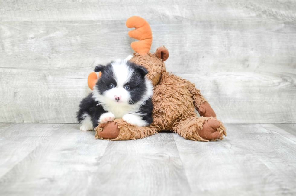 Akc Registered Pomeranian Baby