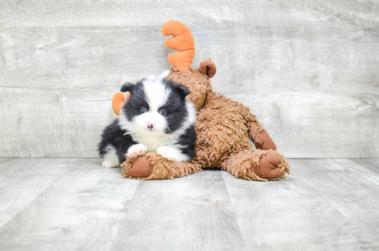 Akc Registered Pomeranian Baby