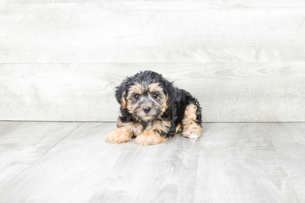 Morkie Pup Being Cute