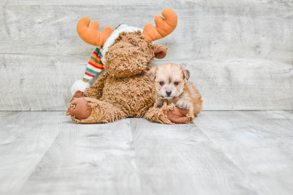 Happy Morkie Baby