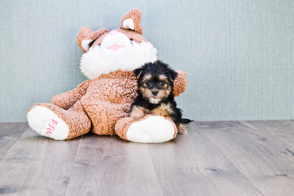 Morkie Puppy for Adoption