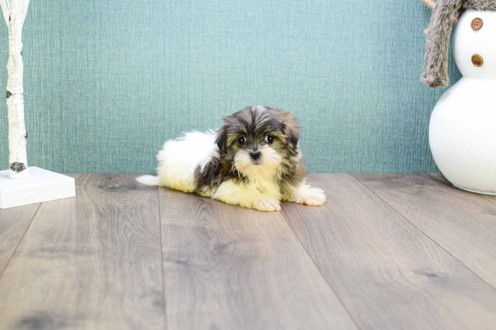 Teddy Bear Puppy for Adoption