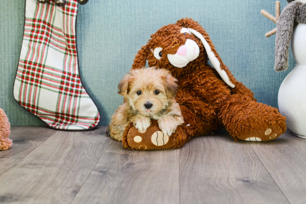 Playful Yorkie Designer Puppy