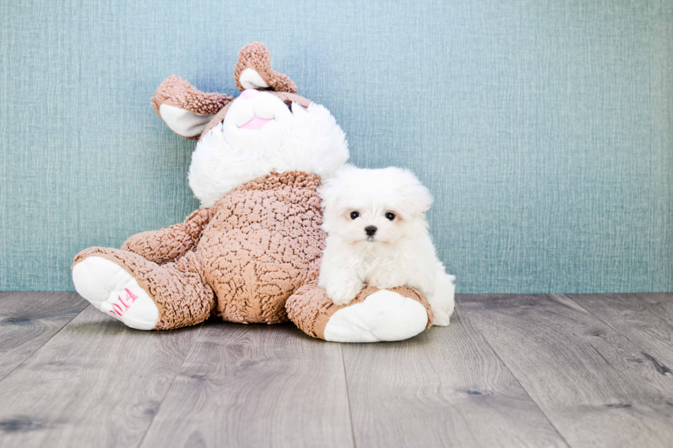 Hypoallergenic Maltese Baby
