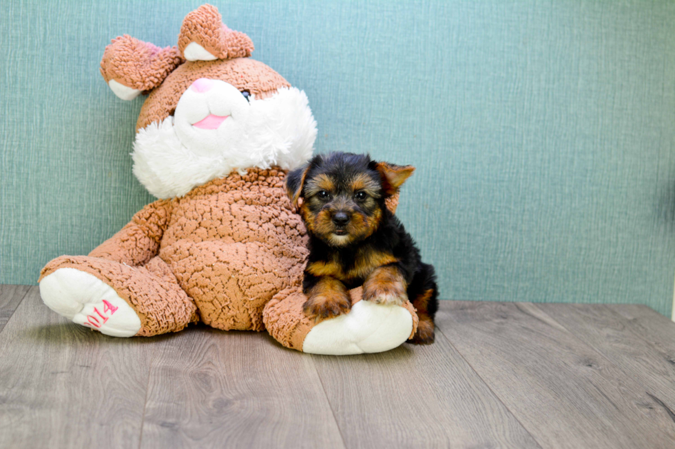 Meet Izzie - our Yorkshire Terrier Puppy Photo 