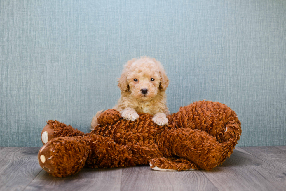 Adorable Golden Retriever Poodle Mix Puppy