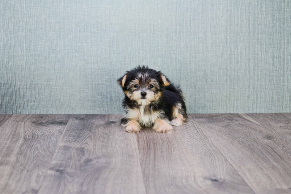 Best Morkie Baby