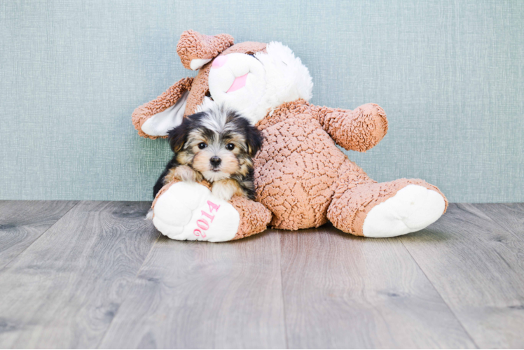 Morkie Pup Being Cute