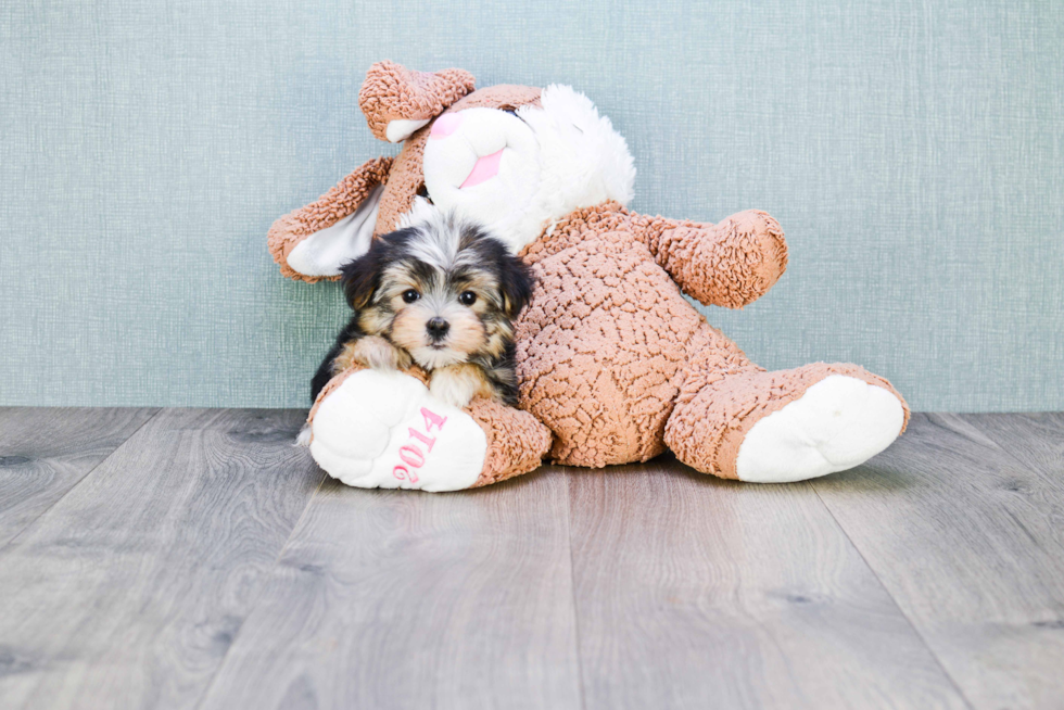 Morkie Pup Being Cute