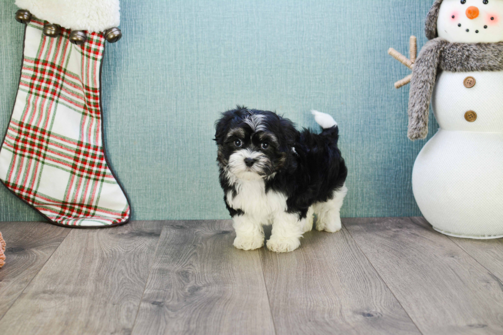 Havanese Puppy for Adoption