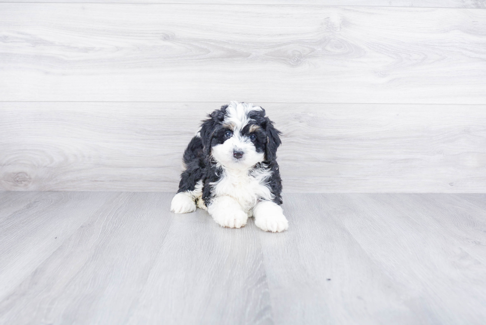 Mini Bernedoodle Pup Being Cute