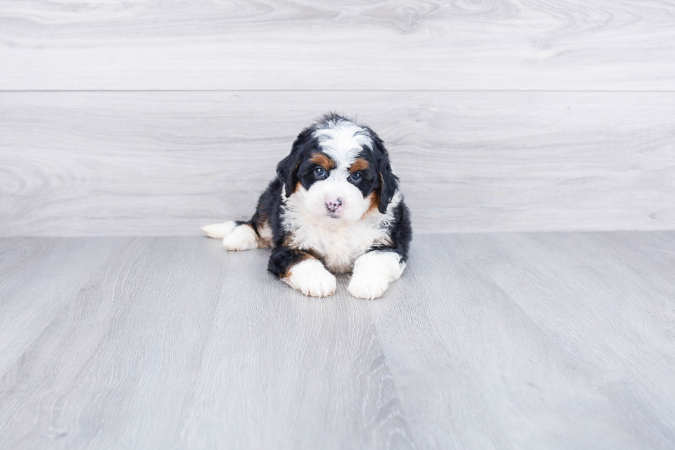 Mini Bernedoodle Puppy for Adoption