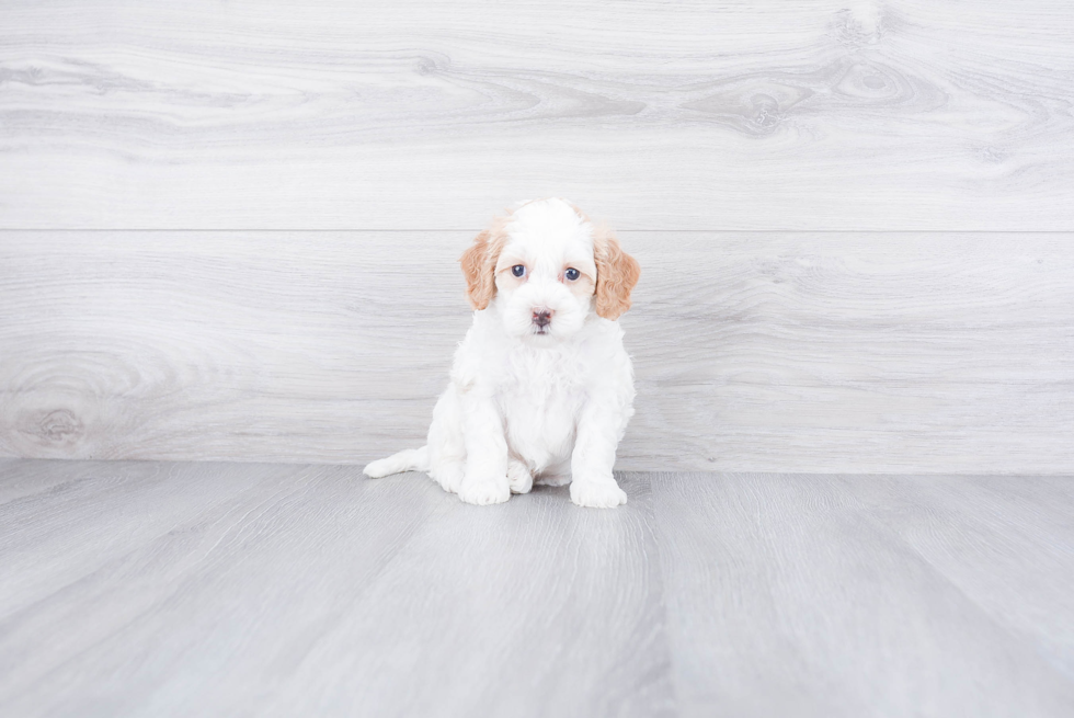 Hypoallergenic Mini Berniedoodle Poodle Mix Puppy