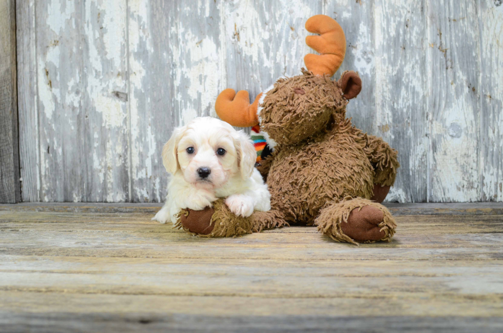 Popular Cavachon Designer Pup