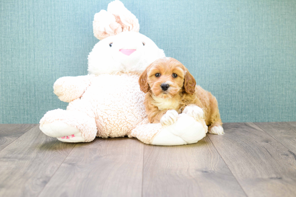 Friendly Mini Goldendoodle Baby