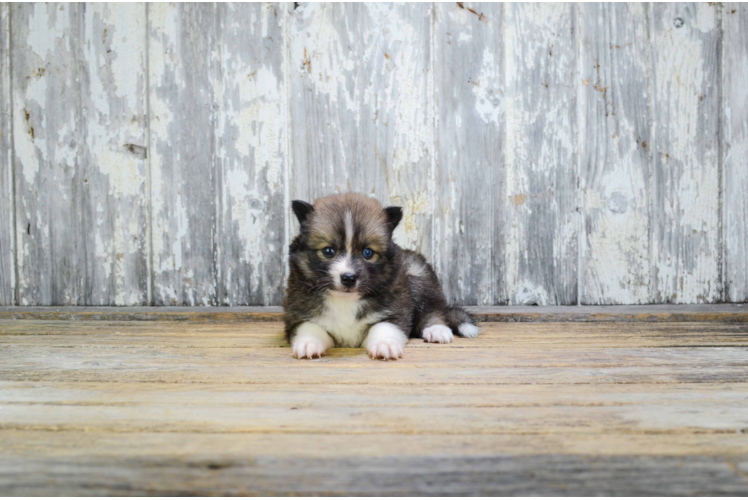 Friendly Pomsky Baby