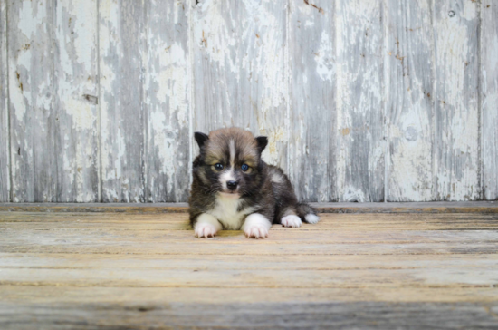 Friendly Pomsky Baby
