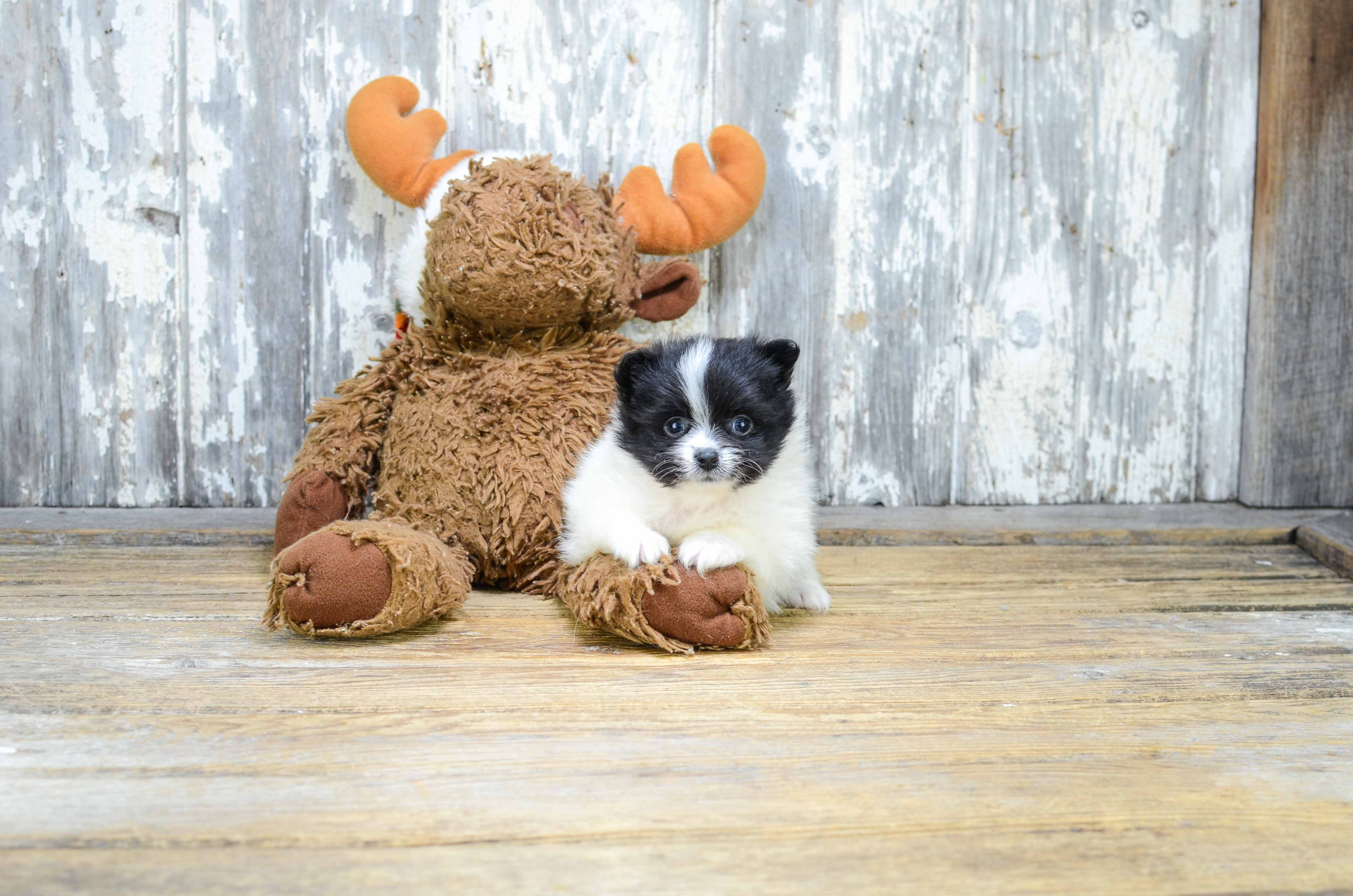Pomeranian Puppy for Adoption