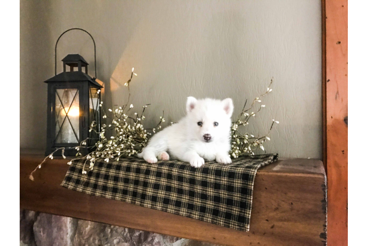 Pomsky Puppy for Adoption