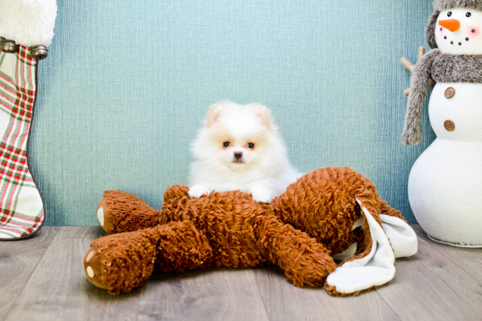 Pomeranian Puppy for Adoption