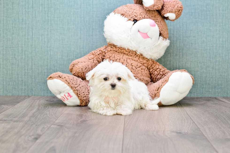 Maltese Pup Being Cute