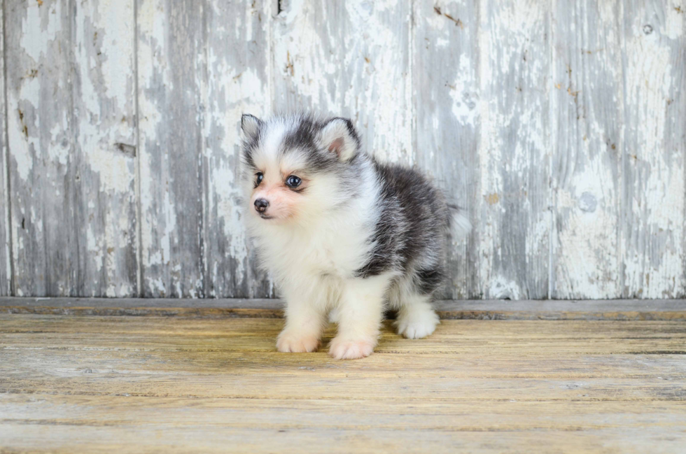 Sweet Pomsky Baby