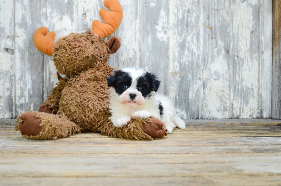 Energetic Yorkie Designer Puppy