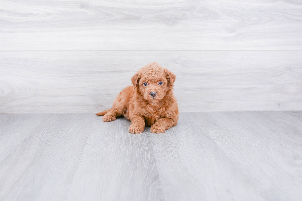 Popular Mini Goldendoodle Poodle Mix Pup