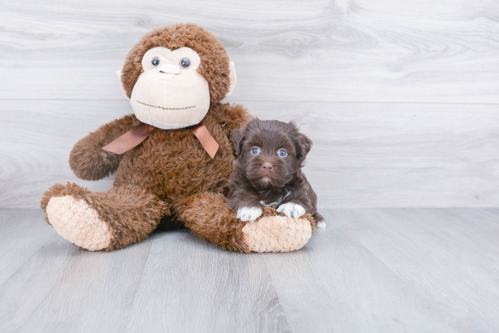Smart Havanese Purebred Puppy